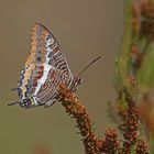 Erdbeerbaum-Falter (Charaxes jasius)