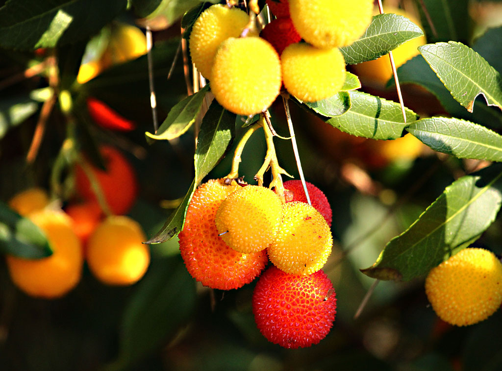 Erdbeerbaum - Fruechte