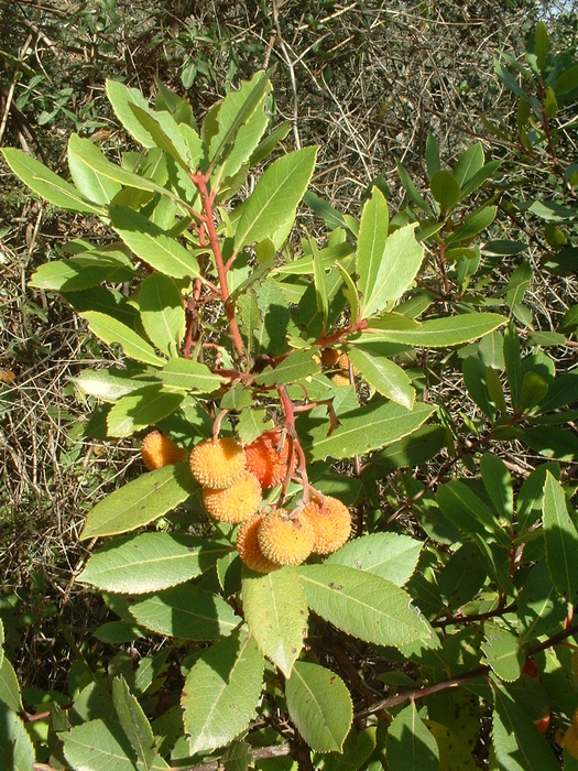 Erdbeerbaum - Grundstoff für Medronho