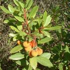 Erdbeerbaum - Grundstoff für Medronho