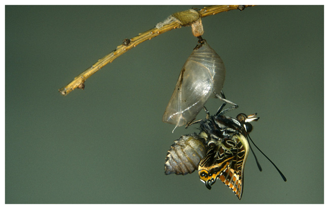 Erdbeerbaumfalter 1 (Charaxes jasius)