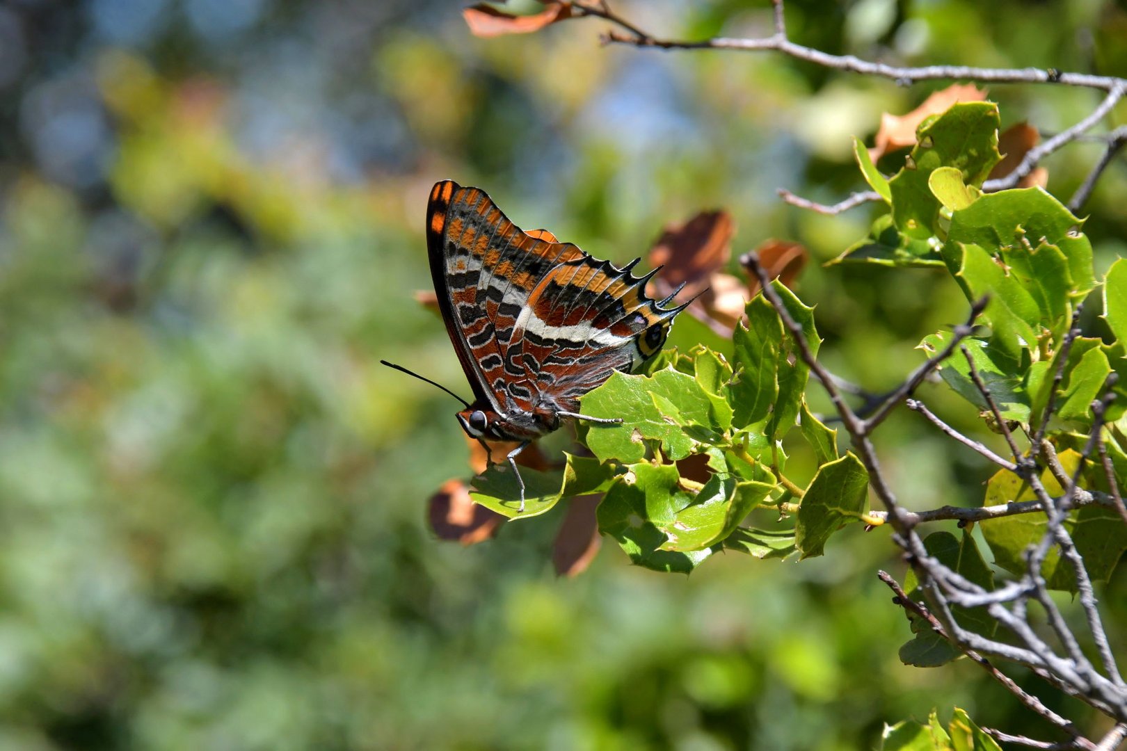 Erdbeerbaumfalter an der Algarve