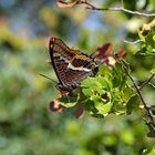 Erdbeerbaumfalter an der Algarve