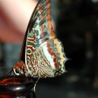 Erdbeerbaumfalter (Charaxes jasius)