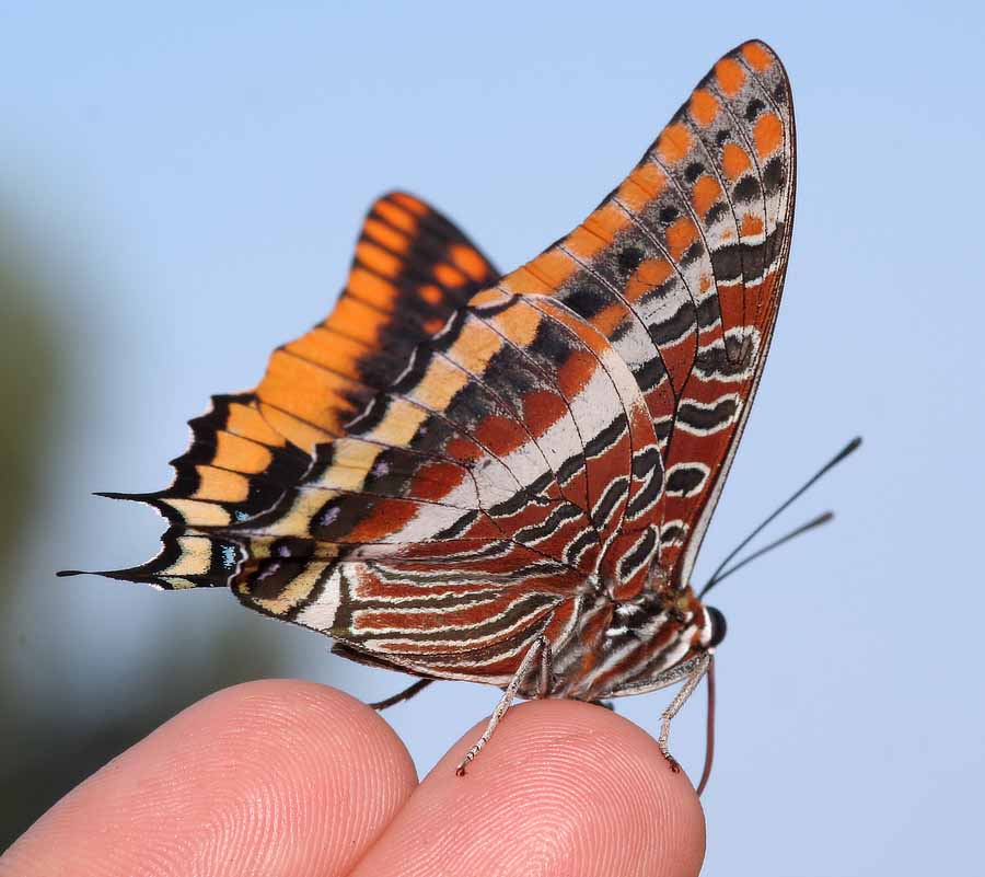 Erdbeerbaumfalter (Charaxes jasius)