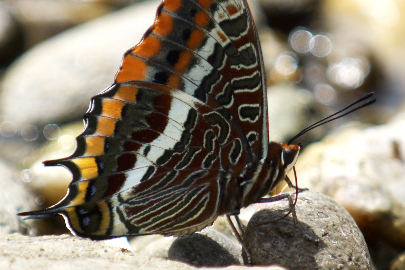 Erdbeerbaumfalter (Charaxes jasius)