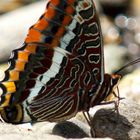 Erdbeerbaumfalter (Charaxes jasius)