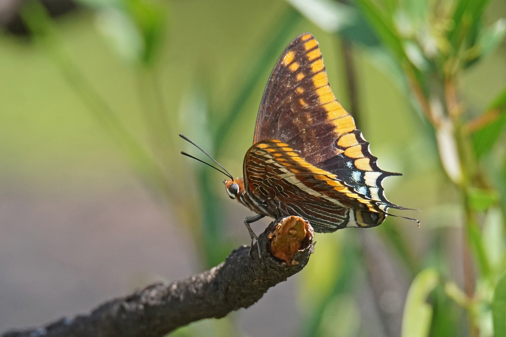 Erdbeerbaumfalter (Charaxes jasius)