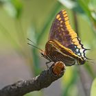 Erdbeerbaumfalter (Charaxes jasius)