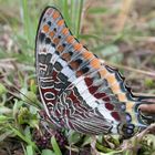 Erdbeerbaumfalter [[Charaxes jasius]]