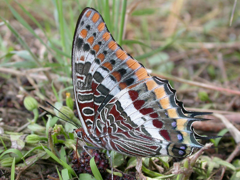 Erdbeerbaumfalter [[Charaxes jasius]]