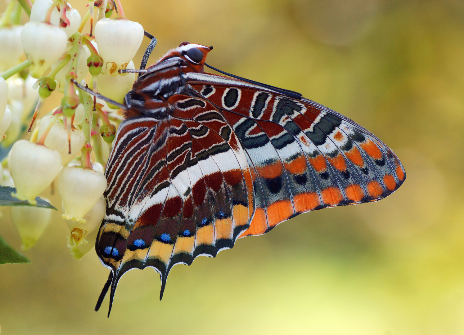 Erdbeerbaumfalter (Charaxes jasius)