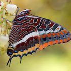 Erdbeerbaumfalter (Charaxes jasius)