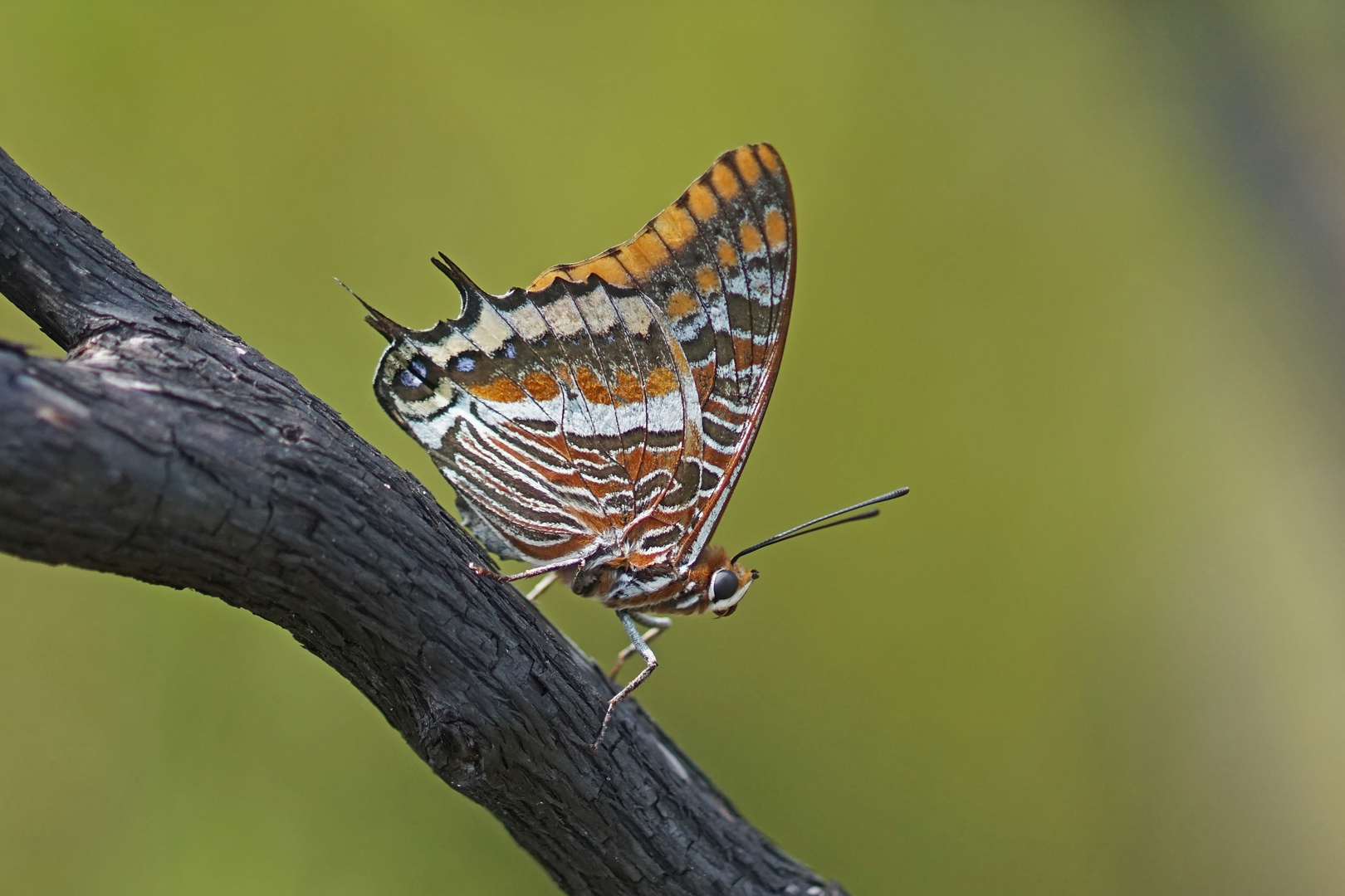 Erdbeerbaumfalter (Charaxes jasius)