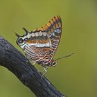 Erdbeerbaumfalter (Charaxes jasius)