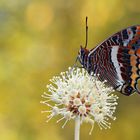 Erdbeerbaumfalter (Charaxes jasius)