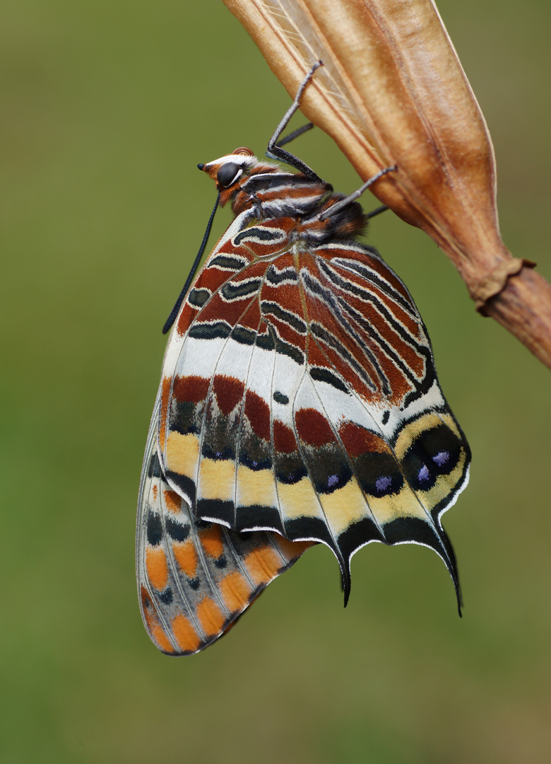 Erdbeerbaumfalter (Charaxes jasius)