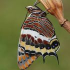 Erdbeerbaumfalter (Charaxes jasius)