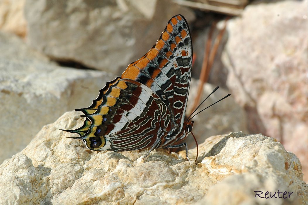 Erdbeerbaumfalter (Charaxes jasius)