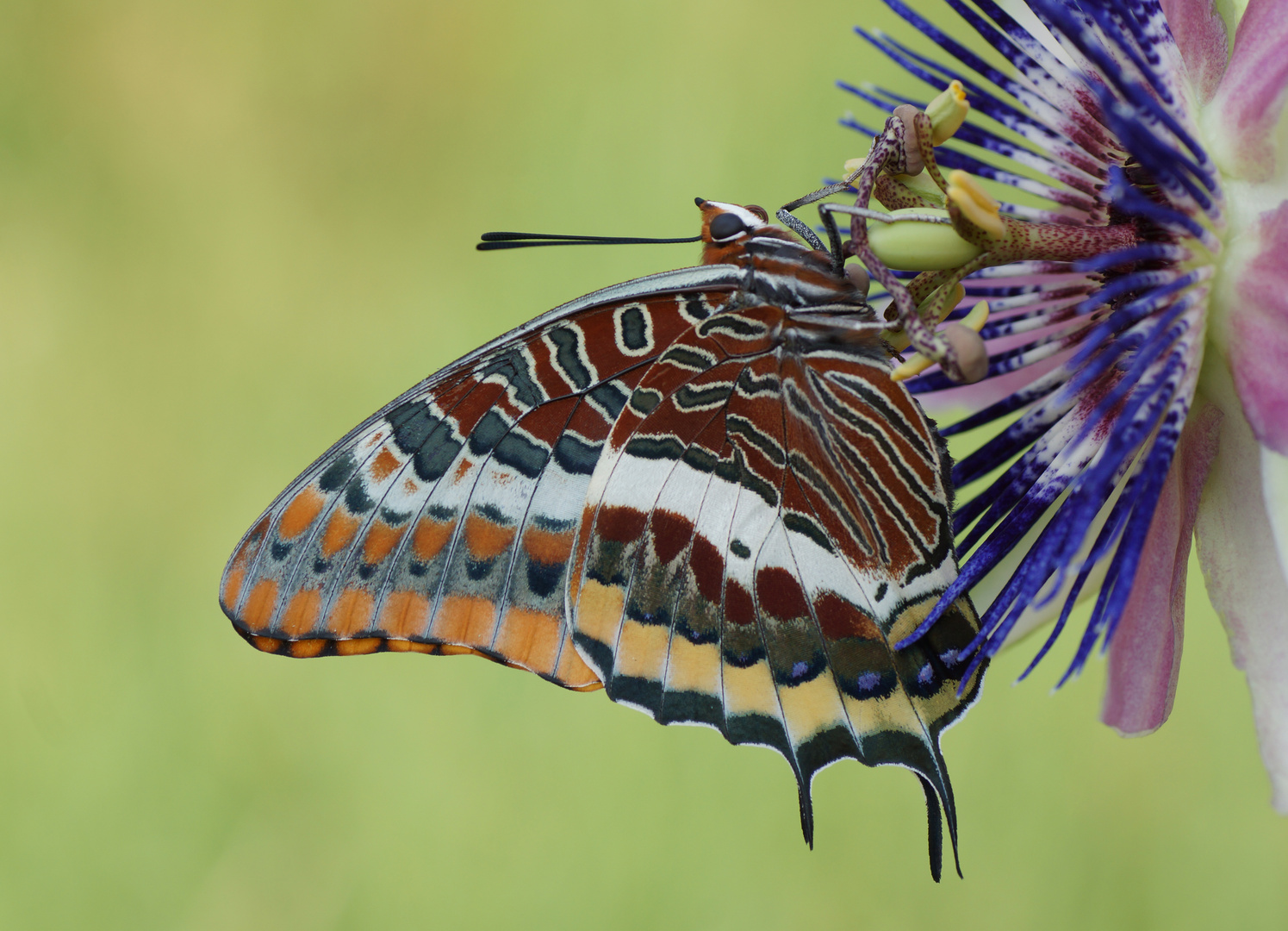  Erdbeerbaumfalter (Charaxes jasius)