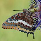  Erdbeerbaumfalter (Charaxes jasius)