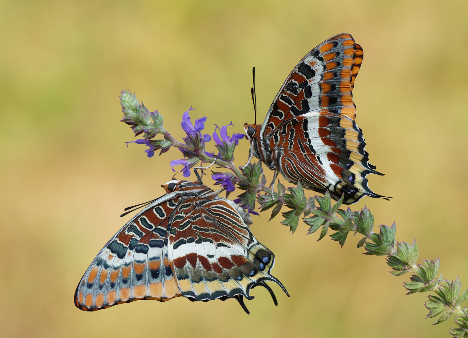  Erdbeerbaumfalter (Charaxes jasius)