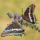  Erdbeerbaumfalter (Charaxes jasius)