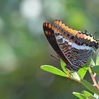 Erdbeerbaumfalter (Charaxes jasius)