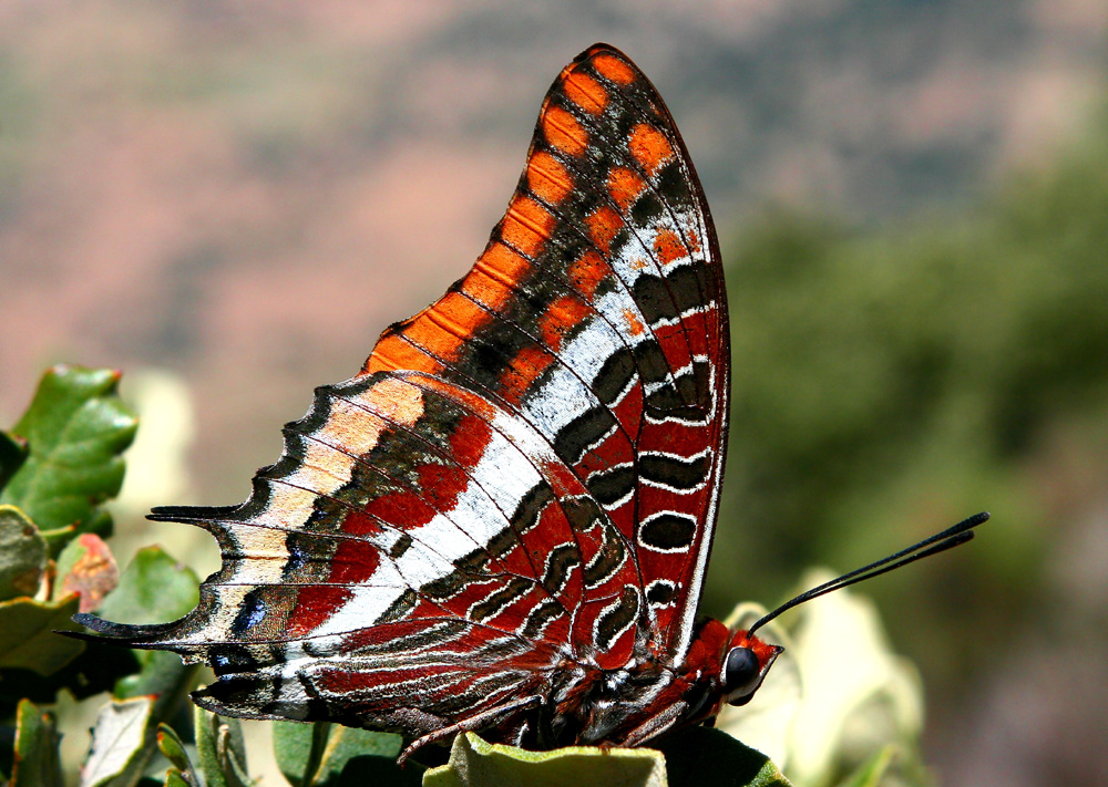 Erdbeerbaumfalter (Charaxes jasius)