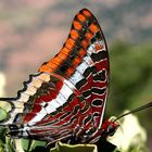 Erdbeerbaumfalter (Charaxes jasius)