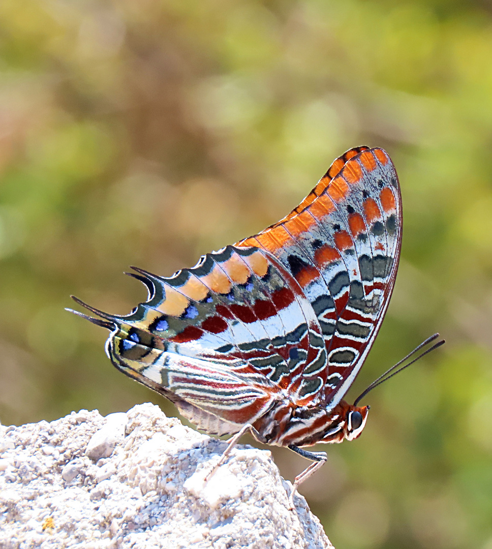 Erdbeerbaumfalter (Charaxes jasius)