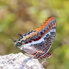 Erdbeerbaumfalter (Charaxes jasius)