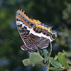 Erdbeerbaumfalter, Charaxes jasius, the two-tailed pasha, größter europäischer Tagfalter