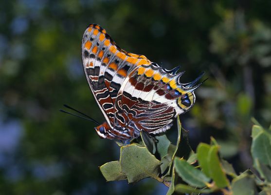 Erdbeerbaumfalter, Charaxes jasius, Unterseite, two-tailed pasha, underside