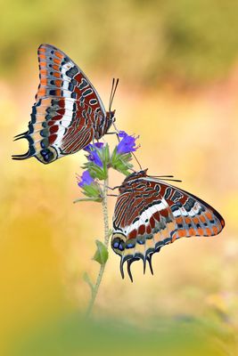 Erdbeerbaumfalter Duo