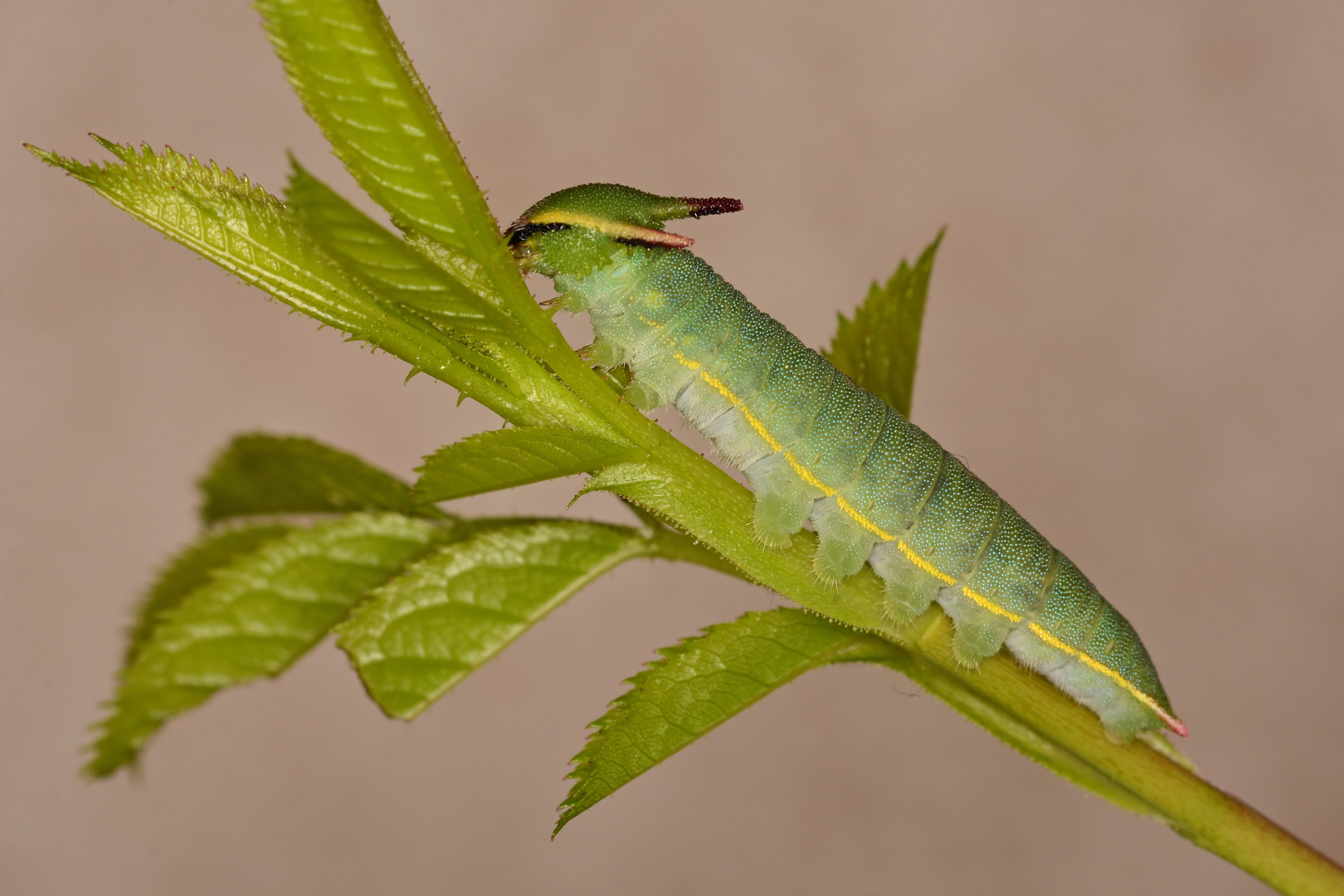 Erdbeerbaumfalter Raupe