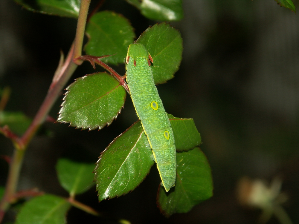 Erdbeerbaumfalter Raupe