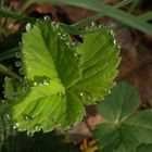 Erdbeerblatt mit Töpfchenschmuck