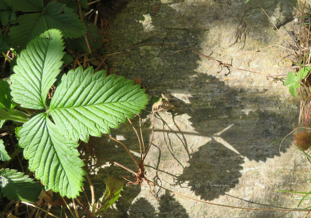 Erdbeerblatt Schatten