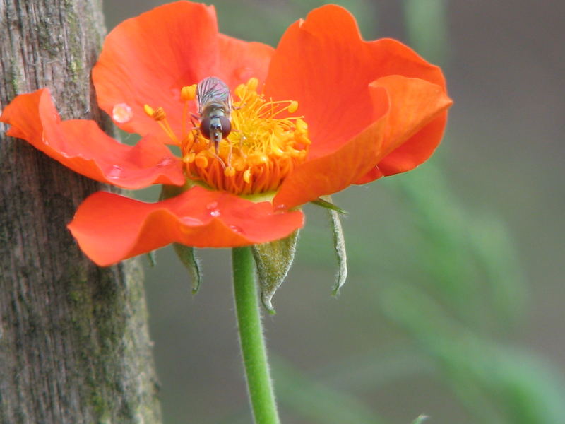 Erdbeerblümchen mit Besucher