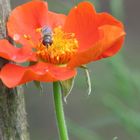 Erdbeerblümchen mit Besucher