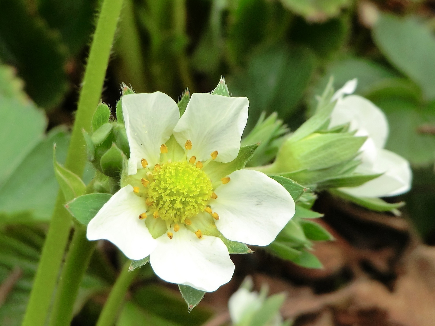 Erdbeerblüte ...