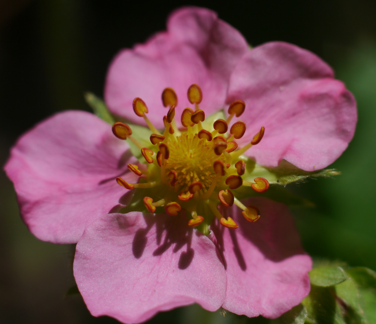 Erdbeerblüte 2 - Der nächste Frühling kommt bestimmt