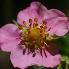 Erdbeerblüte 2 - Der nächste Frühling kommt bestimmt