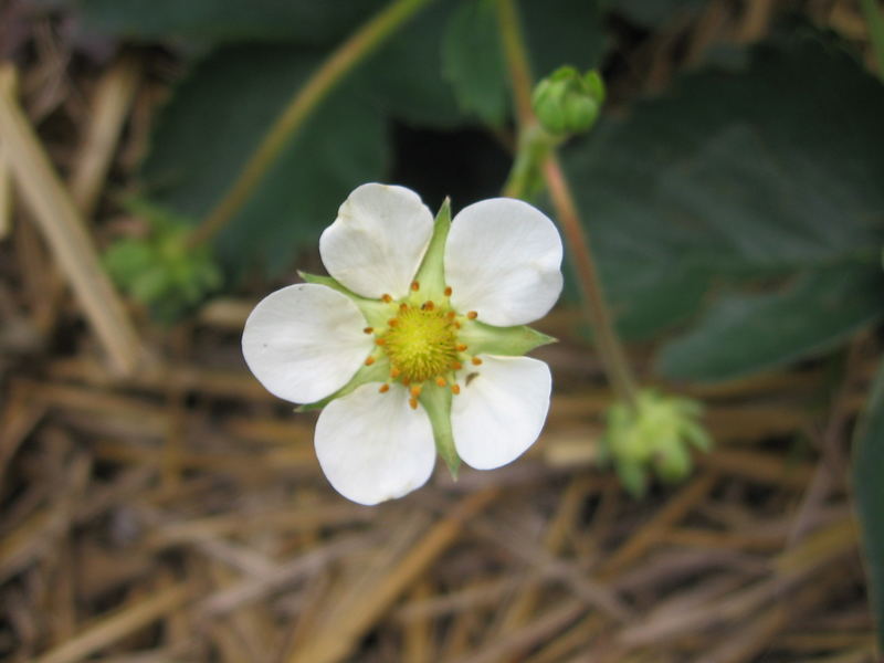 Erdbeerblüte