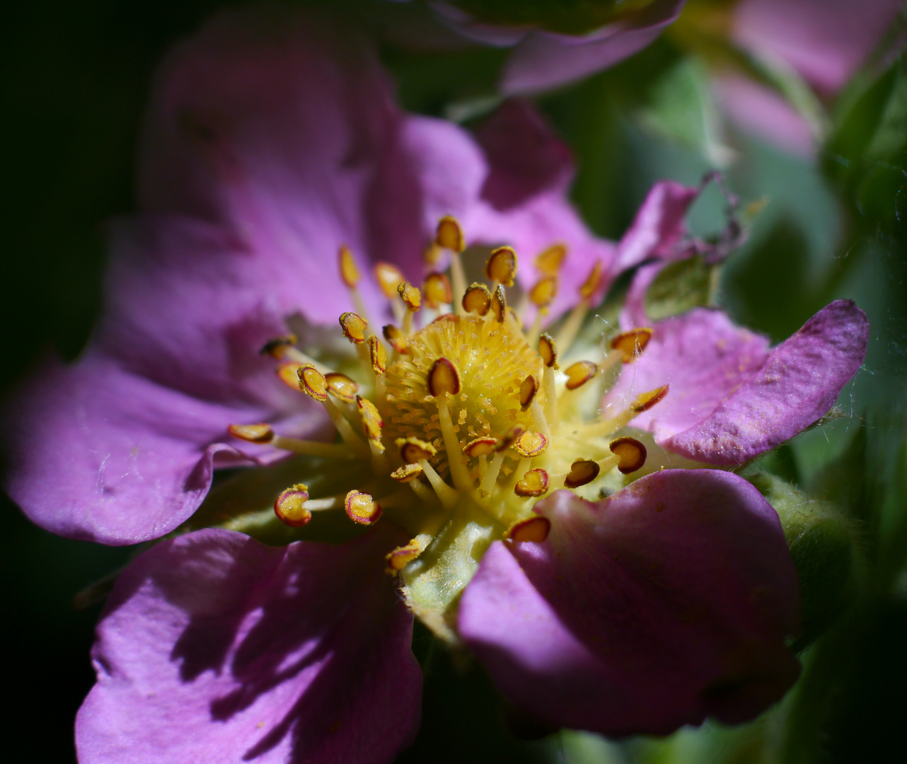 Erdbeerblüte 3 - Der nächste Frühling kommt bestimmt