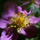 Erdbeerblüte 3 - Der nächste Frühling kommt bestimmt