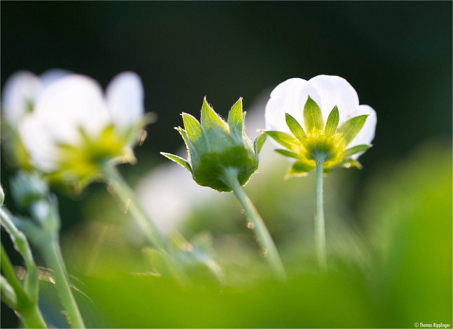 Erdbeerblüte