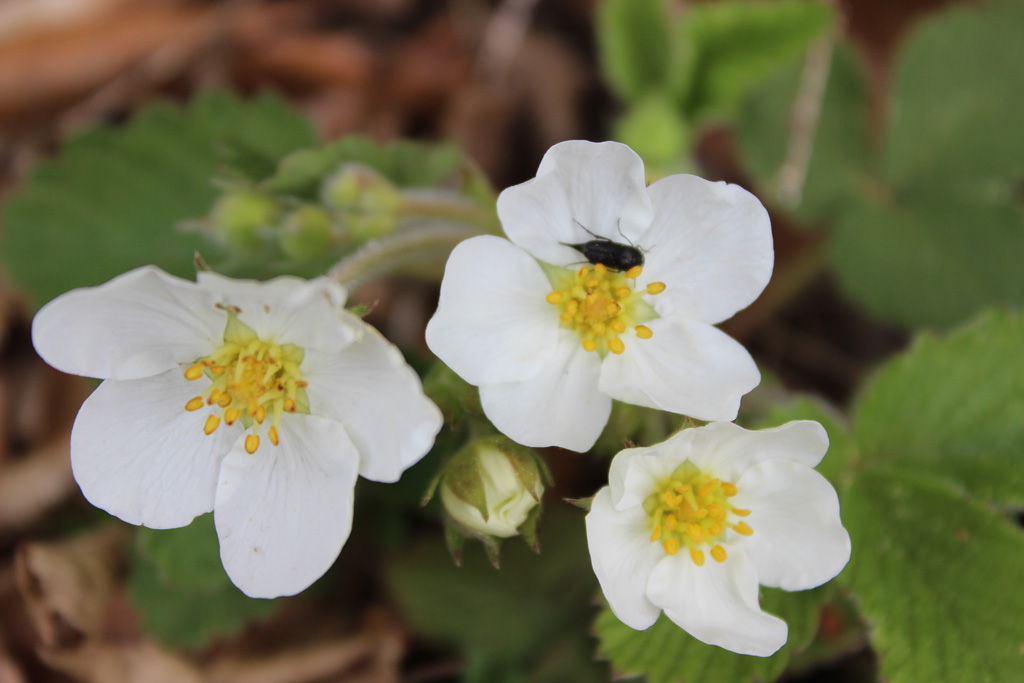  Erdbeerblüte  