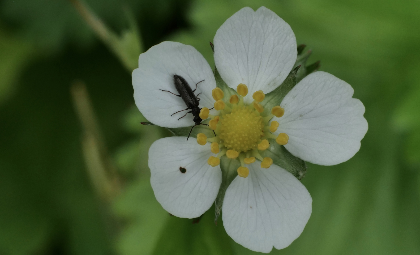 Erdbeerblüte